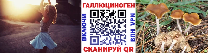 Псилоцибиновые грибы Psilocybe Талица
